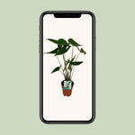 Load image into Gallery viewer, Alocasia zebrina - Ø19cm - ↕75cm