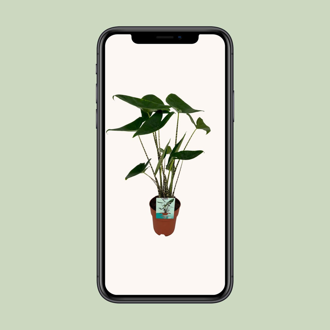 Alocasia zebrina - Ø19cm - ↕75cm