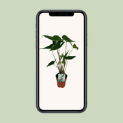 Alocasia zebrina - Ø19cm - ↕75cm