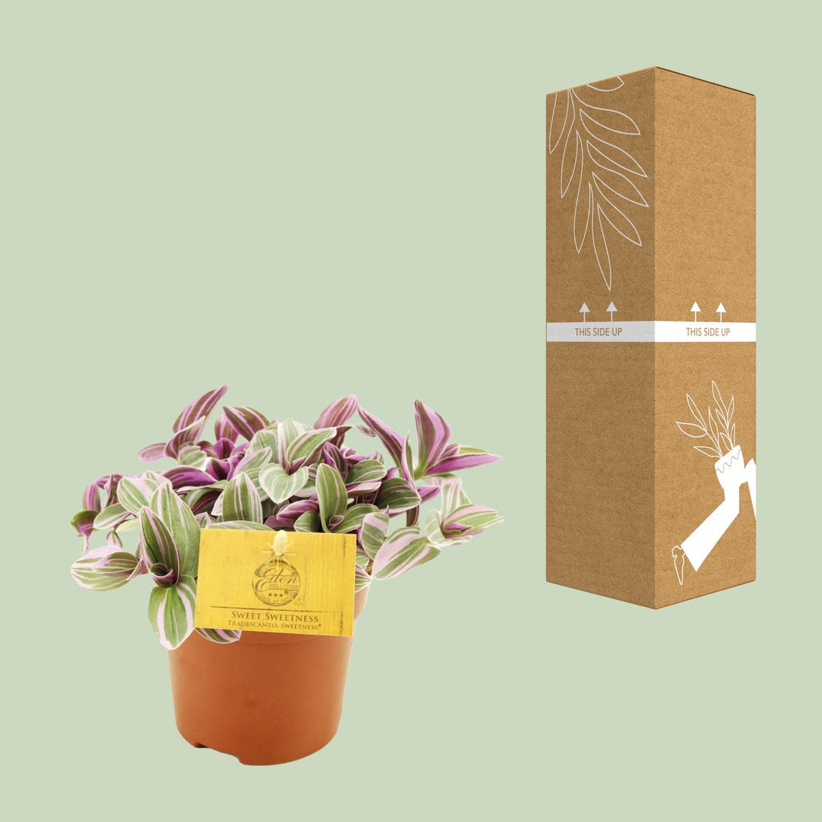 Tradescantia 'Sweetness' - Ø10,5cm - ↕10cm