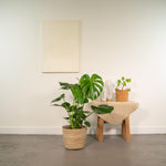Load image into Gallery viewer, Monstera Deliciosa + Basket Selin - Ø21cm - ↨80cm