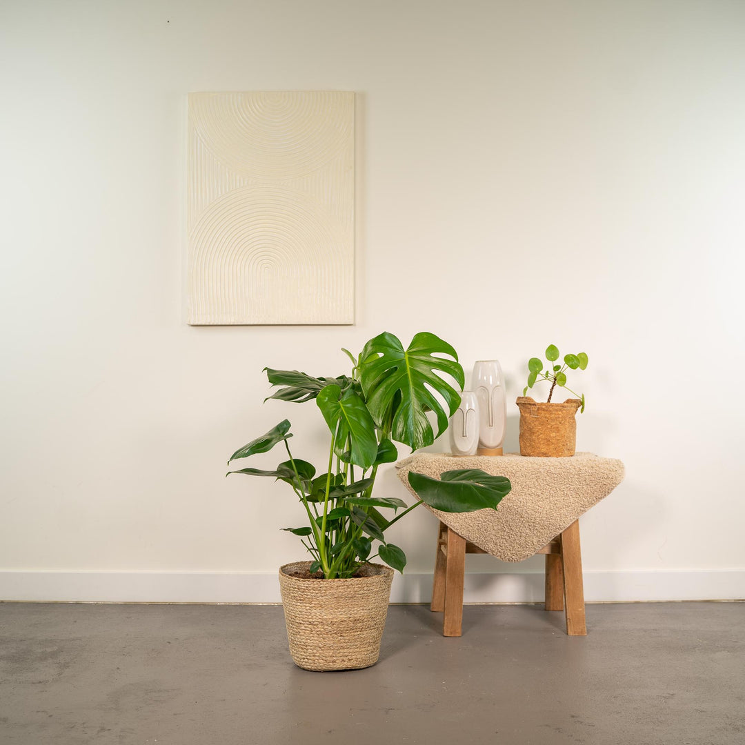 Monstera Deliciosa + Basket Selin - Ø21cm - ↨80cm