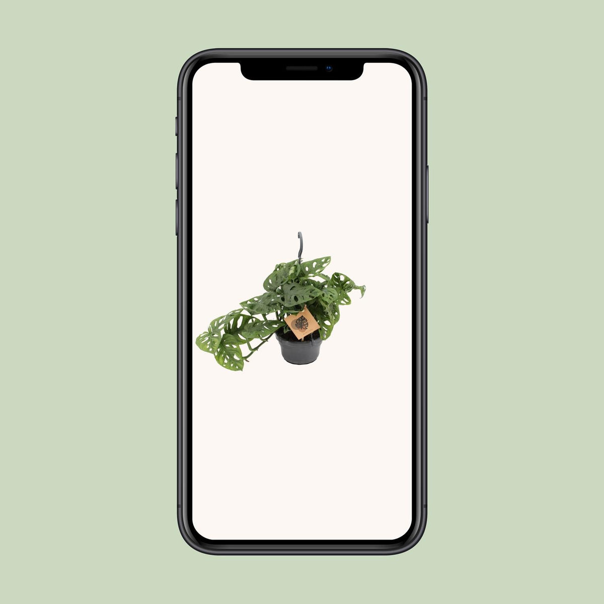 Monstera adansonii - Ø14cm - ↕30cm