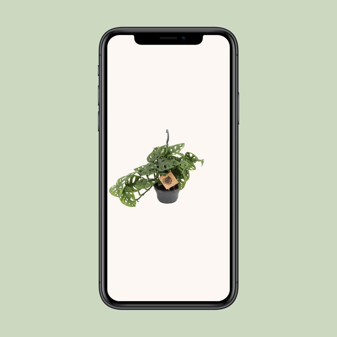Monstera adansonii - Ø14cm - ↕30cm