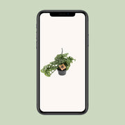 Monstera adansonii - Ø14cm - ↕30cm
