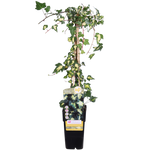 Load image into Gallery viewer, Hedera helix &#39;Goldheart&#39; - Ø15cm - ↕65cm
