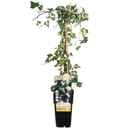 Hedera helix 'Goldheart' - Ø15cm - ↕65cm