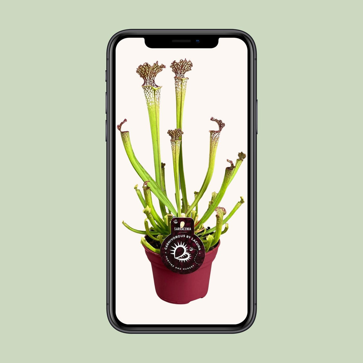 Sarracenia 'Farnhamii' - Ø12cm - ↕40cm