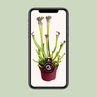 Sarracenia 'Farnhamii' - Ø12cm - ↕40cm