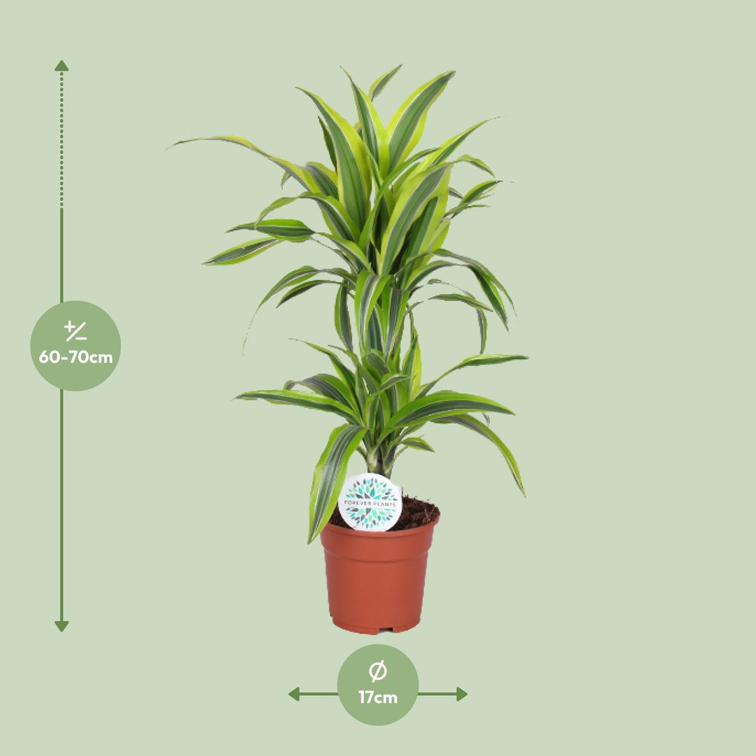 Dracaena fragrans 'Lemon Lime' - Ø17cm - ↕65cm