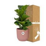 Load image into Gallery viewer, Ficus Lyrata ‘Bambino’ in ELHO Vibes Fold Pot, Pink, Ø14cm ↕35cm