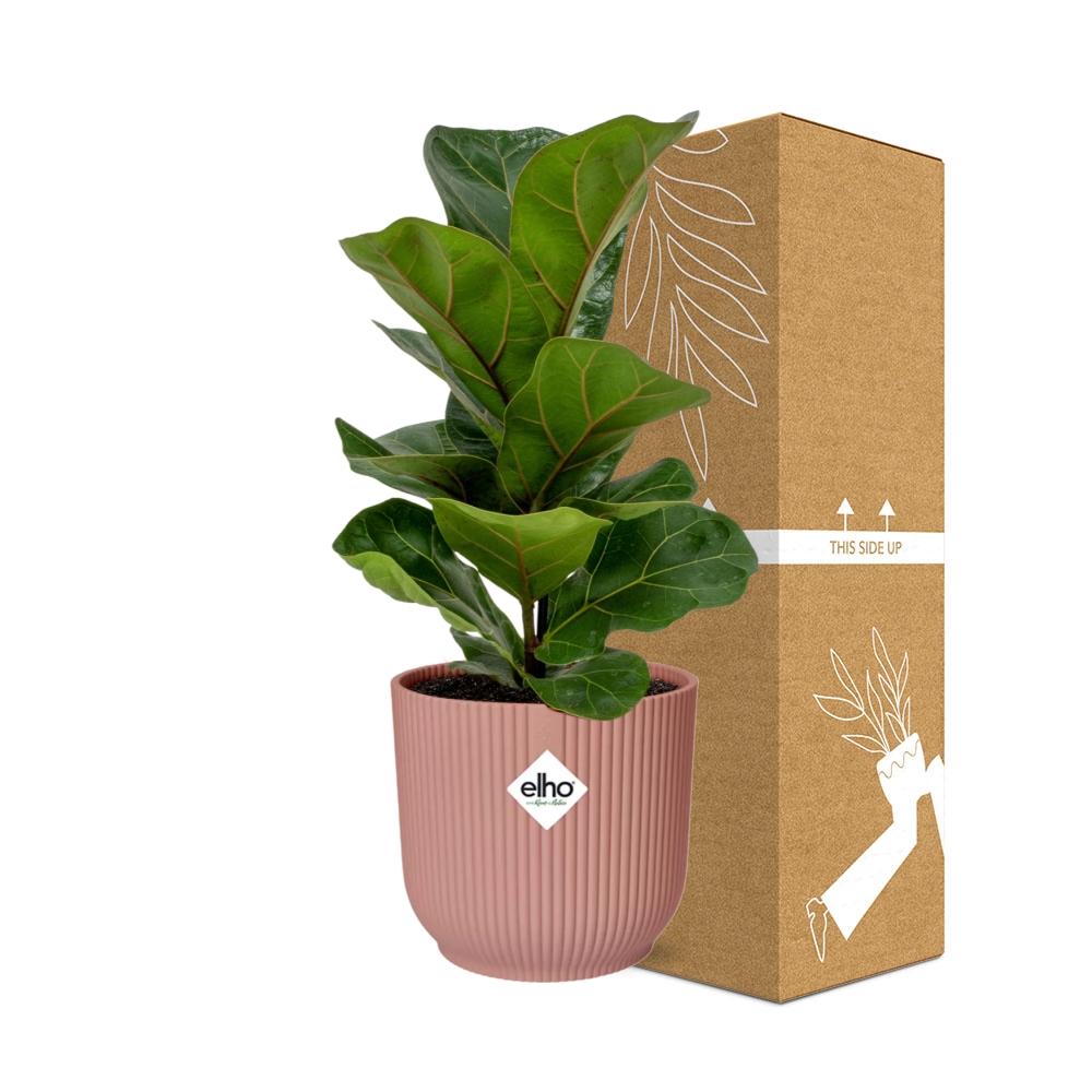 Ficus Lyrata ‘Bambino’ in ELHO Vibes Fold Pot, Pink, Ø14cm ↕35cm