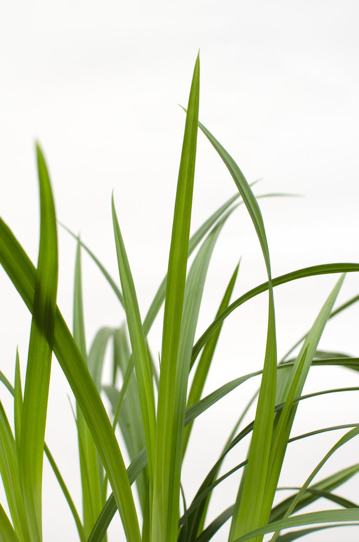 Carex morrowii 'Irish Green' - Ø14 - ↨30cm