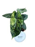Load image into Gallery viewer, Alocasia baginda 'Dragon Scale Variegata' - Ø12cm - ↕25cm