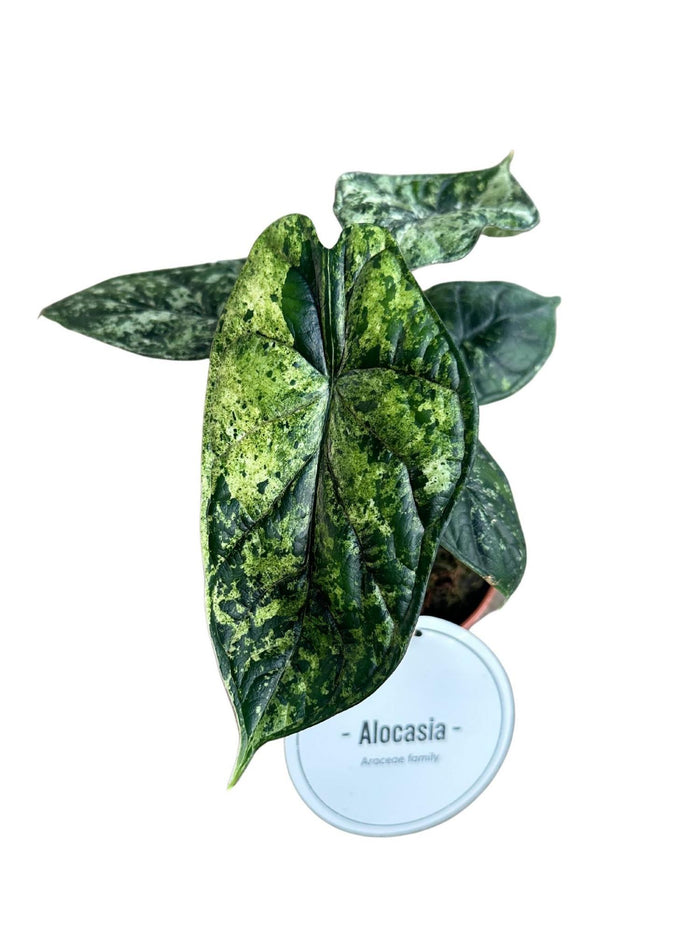 Alocasia baginda 'Dragon Scale Variegata' - Ø12cm - ↕25cm