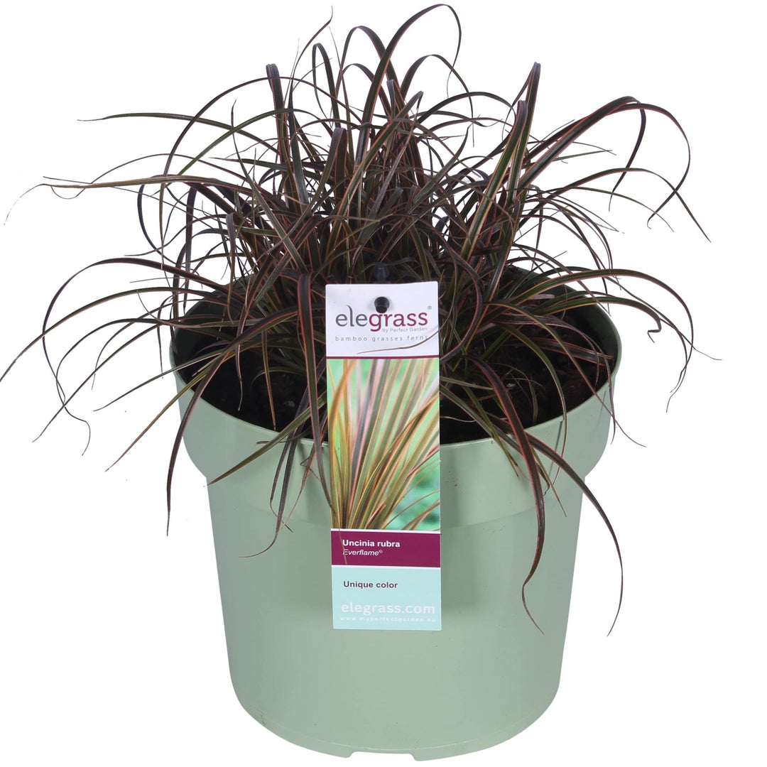 Uncinia rubra 'Everflame' - Ø19cm - ↕40cm