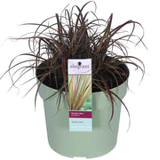 Uncinia rubra 'Everflame' - Ø19cm - ↕40cm