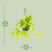 Epipremnum pinnatum 'Golden Pothos' (Scindapsus) - Ø15 - ↕25cm