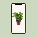 Carica l'immagine nel visualizzatore Galleria, Monstera adansonii 'Monkey Leaf' - Ø12cm - ↕30cm