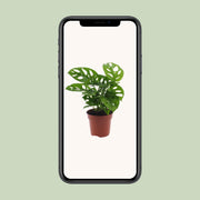 Monstera adansonii 'Monkey Leaf' - Ø12cm - ↕30cm