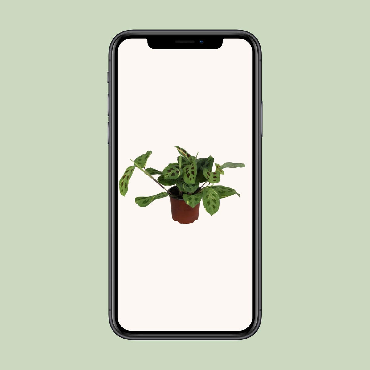 Maranta leuconeura 'Fascinator Variegata' - Ø12cm - ↕30cm