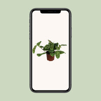 Maranta leuconeura 'Fascinator Variegata' - Ø12cm - ↕30cm
