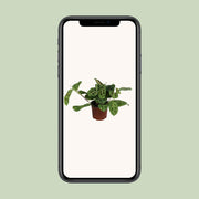 Maranta leuconeura 'Fascinator Variegata' - Ø12cm - ↕30cm