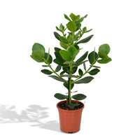 Clusia rosea 'Princess' - Ø17cm - ↕60cm