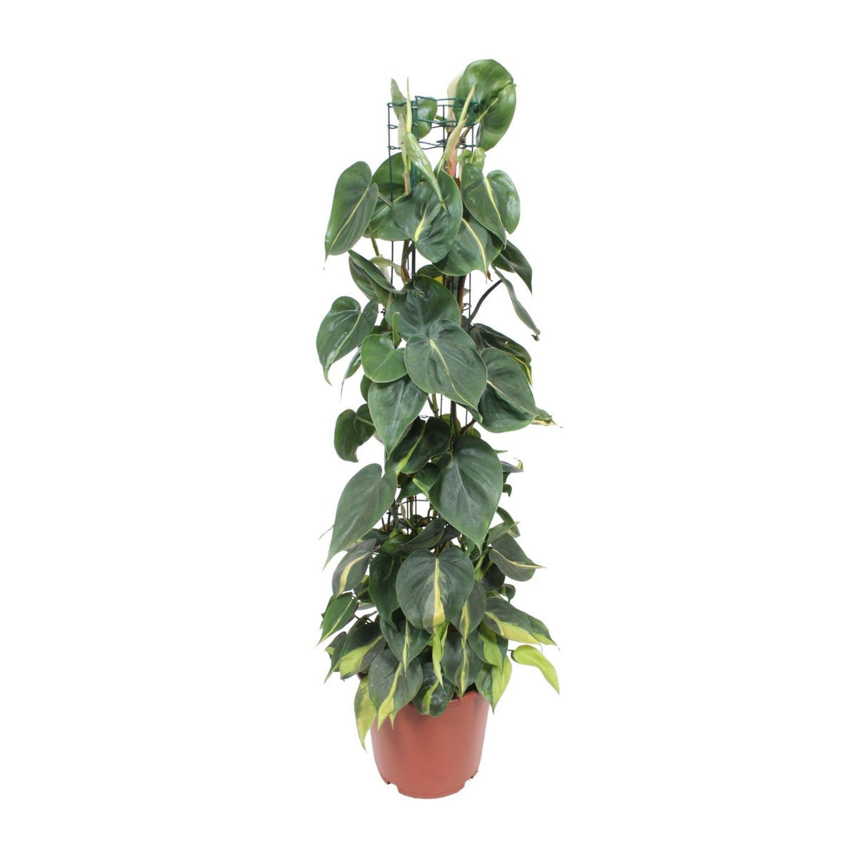 Philodendron scandens 'Brasil' - Ø24cm - ↕120cm