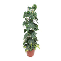 Philodendron scandens 'Brasil' - Ø24cm - ↕120cm