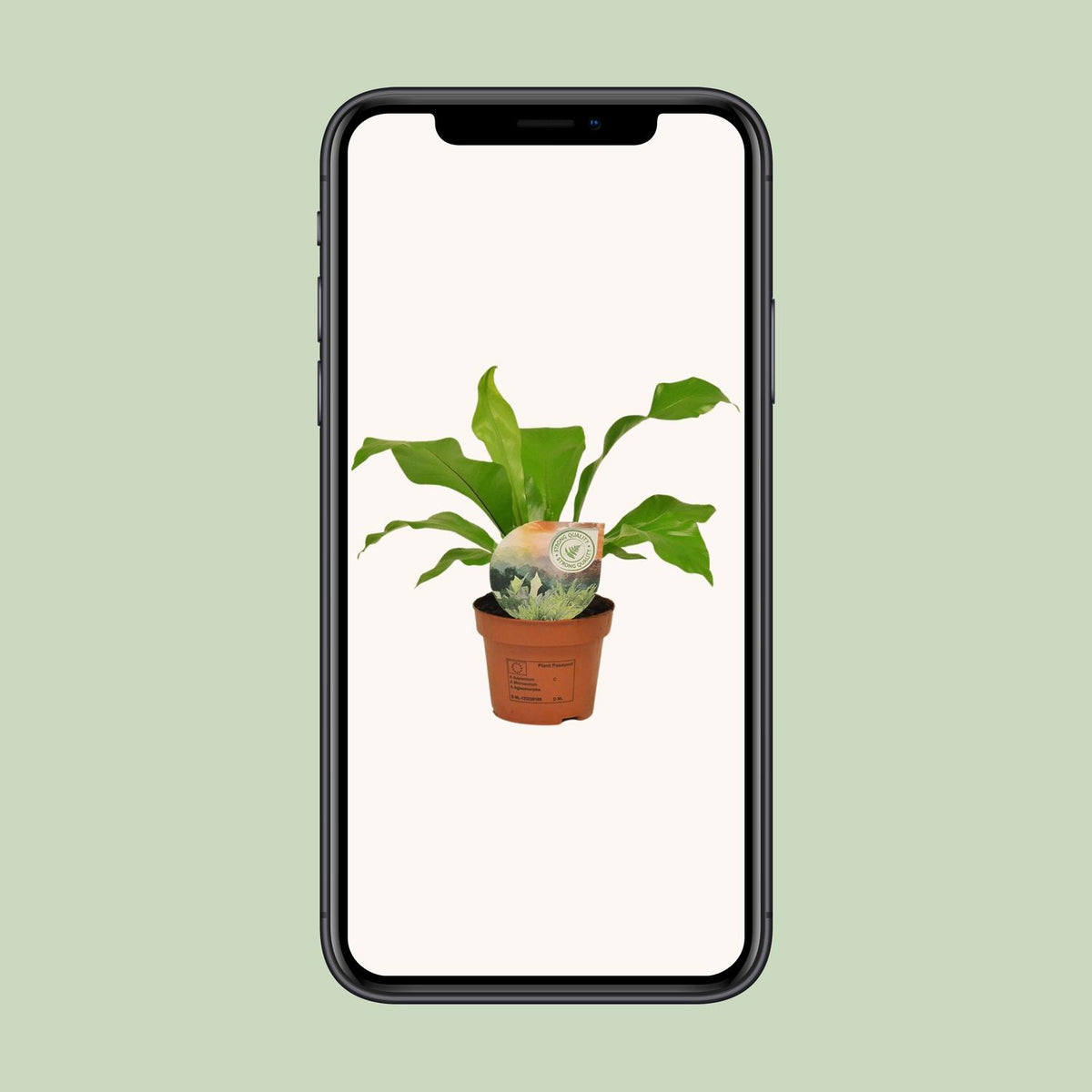 Asplenium nidus - Ø12cm - ↕35cm