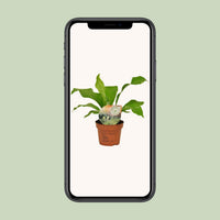 Asplenium nidus - Ø12cm - ↕35cm