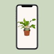 Asplenium nidus - Ø12cm - ↕35cm