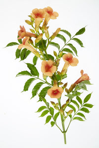 Campsis 'Indian Summer' (Bignonia arancione) - 2 piante - ↨65cm - Ø15