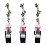 Load image into Gallery viewer, Lonicera periclymenum &#39;Serotina&#39; - 3 pieces - ↨65cm - Ø15
