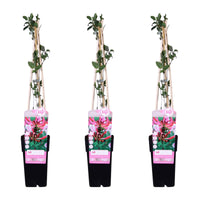 Lonicera periclymenum 'Serotina' - 3 piante -  Ø15cm ↨65cm