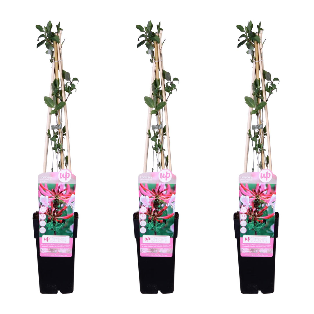 Lonicera periclymenum 'Serotina' - 3 pieces - ↨65cm - Ø15