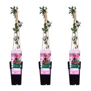 Lonicera periclymenum 'Serotina' - 3 pieces - ↨65cm - Ø15