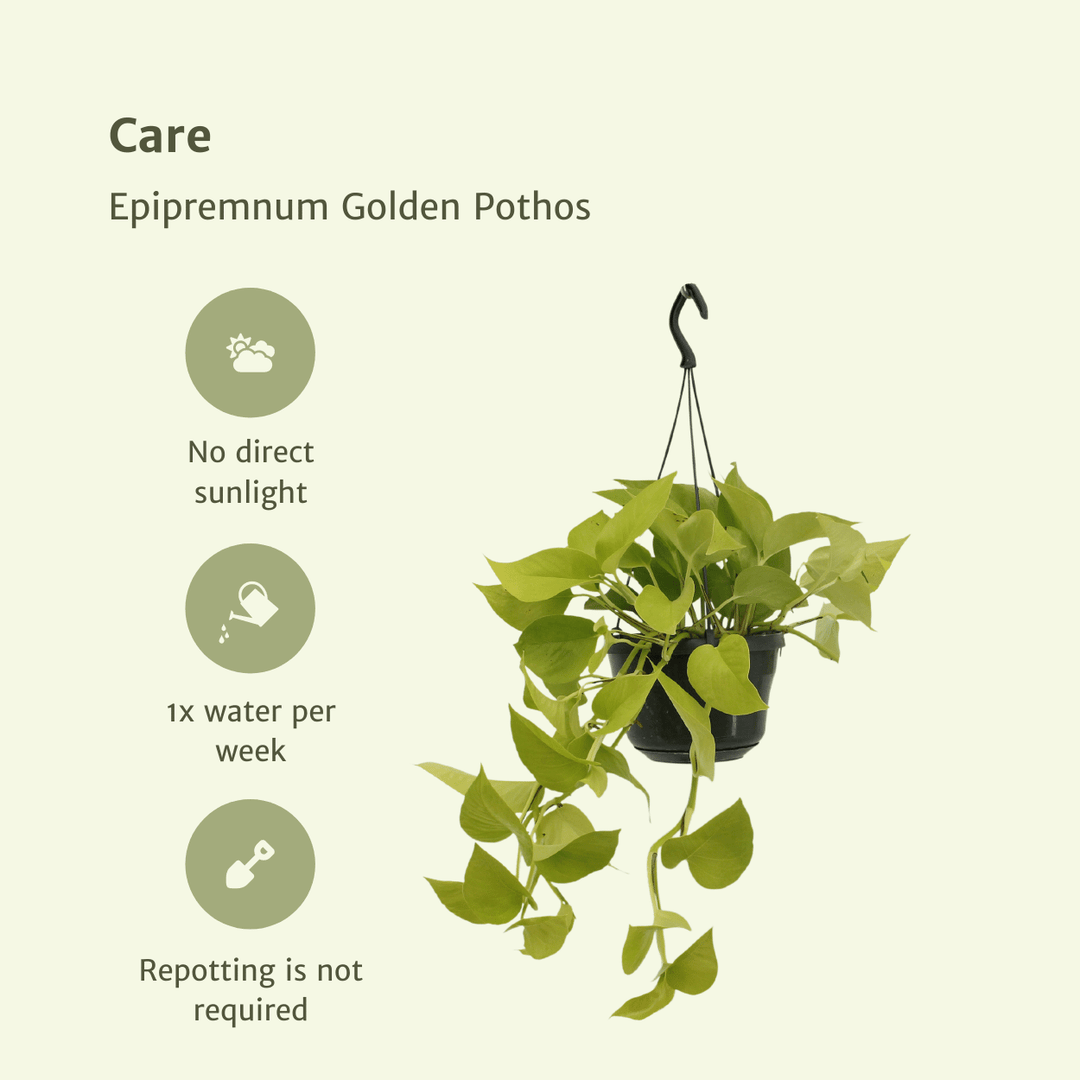 Epipremnum pinnatum 'Golden Pothos' (Scindapsus) - 2 plants - Ø15cm - ↕25cm