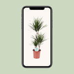 Load image into Gallery viewer, Dracaena Marginata - Ø21cm - ↕115cm
