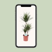 Dracaena Marginata - Ø21cm - ↕115cm