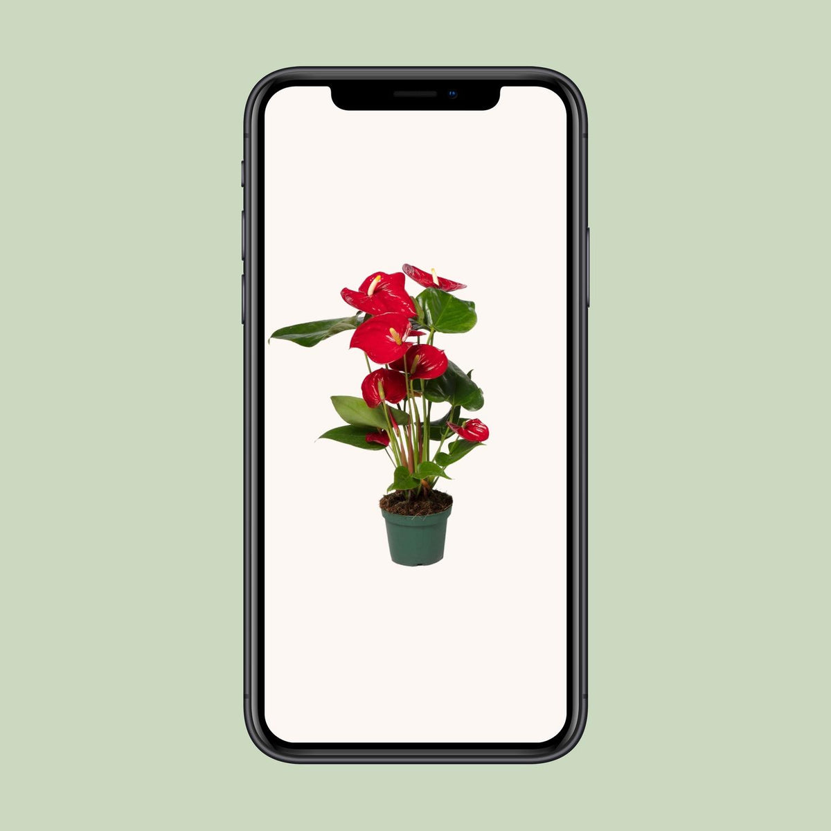 Anthurium andraeanum Red - Ø12cm - ↕35cm