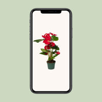 Anthurium andraeanum Red - Ø12cm - ↕35cm
