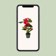 Anthurium andraeanum Red - Ø12cm - ↕35cm