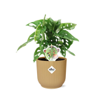 Load image into Gallery viewer, Monstera adansonii ‘Monkey Leaf’ in ELHO Vibes Fold Pot, Yellow, Ø14cm ↕25cm