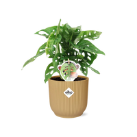 Monstera adansonii ‘Monkey Leaf’ in vaso ELHO Vibes Fold Pot, Giallo, Ø14cm ↕25cm