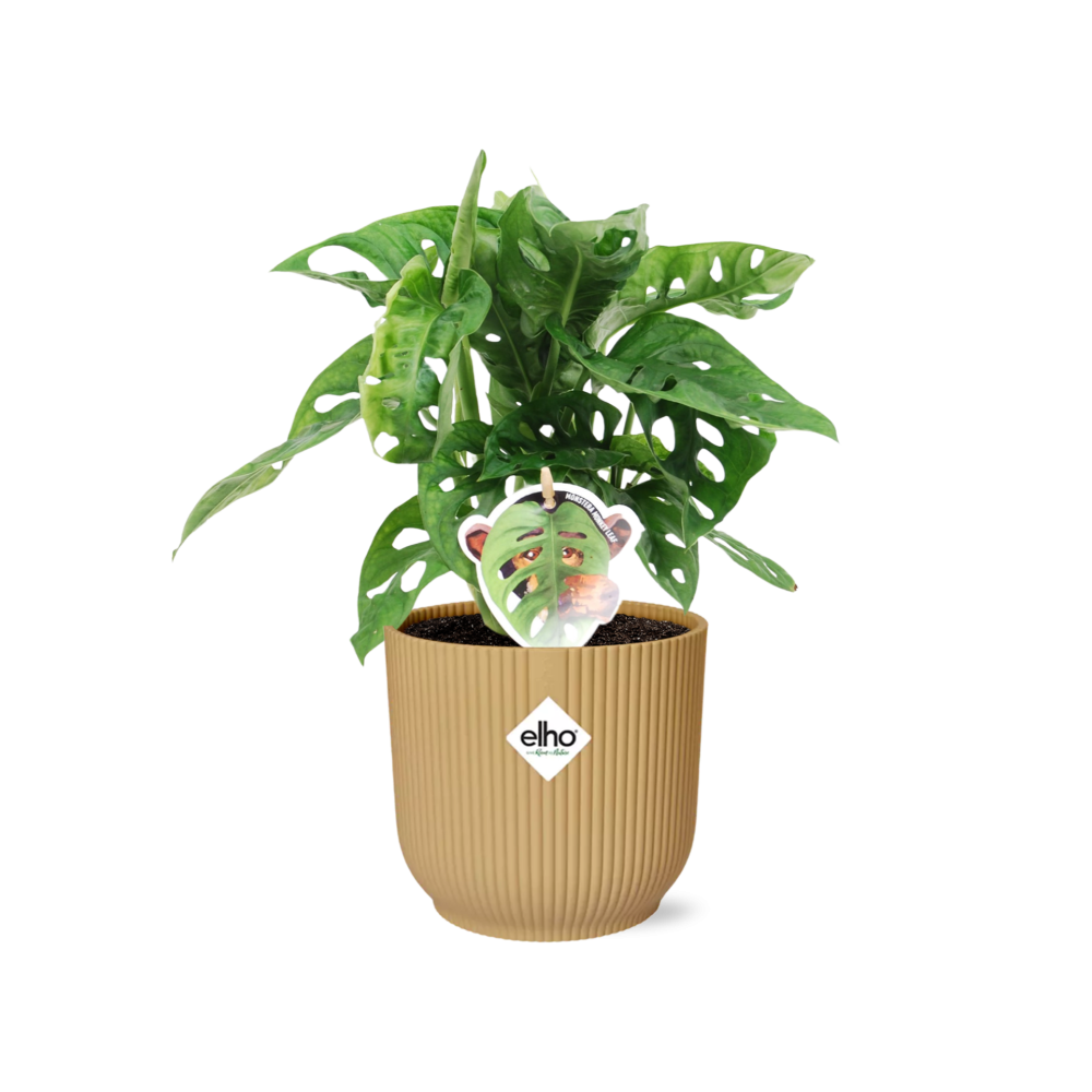 Monstera adansonii ‘Monkey Leaf’ in ELHO Vibes Fold Pot, Yellow, Ø14cm ↕25cm