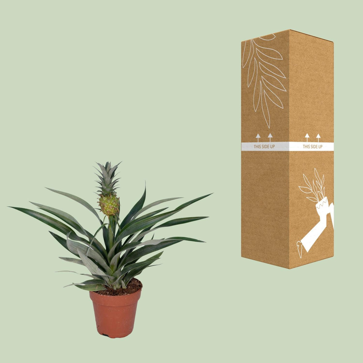 Ananas comosus (Bromelia 'Pineapple') - Ø12cm - ↕30cm