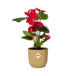 Carica l'immagine nel visualizzatore Galleria, Anthurium andraeanum Rosso in vaso ELHO Vibes Fold, Giallo, Ø14cm - ↕35cm