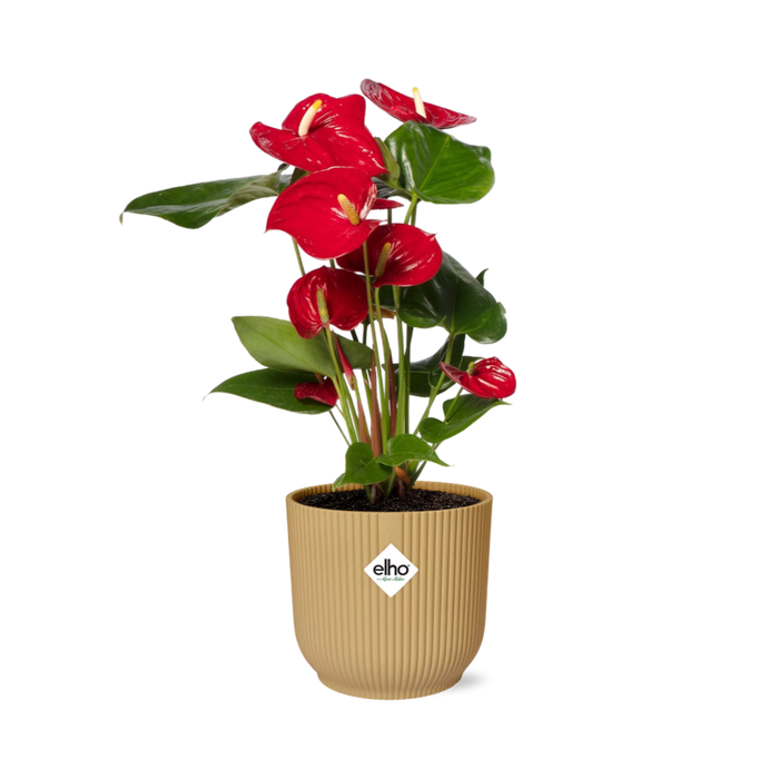 Anthurium andraeanum Red in ELHO Vibes Fold pot, Yellow, Ø14cm - ↕35cm